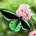 Cairns Birdwing<br />Canon 7D + EF400 F5.6L